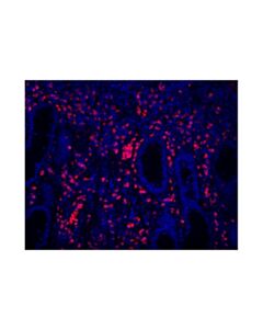 Cell Signaling Cd11b/Itgam (D6x1n) Rabbit mAb (Alexa Fluor ® 647 Conjugate)