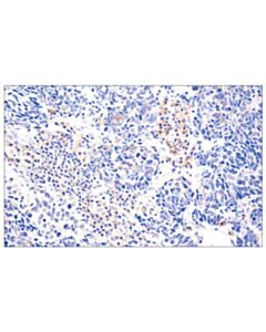 Cell Signaling Cgas (E5v3w) Rabbit mAb