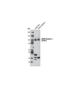 Cell Signaling AMPA Receptor 4 (GluA 4) (D19G9) Rabbit mAb 20 uL