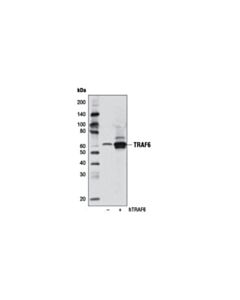 Cell Signaling Traf6 (D21g3) Rabbit mAb