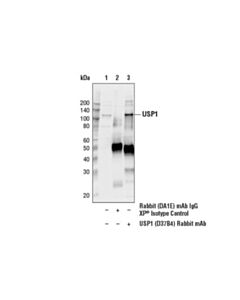 Cell Signaling Usp1 (D37b4) Rabbit mAb