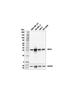 Cell Signaling MDH1 (F5D2N) Rabbit mAb; 20 µl