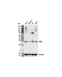 Cell Signaling ING5 (F7J4V) Rabbit mAb 100 uL