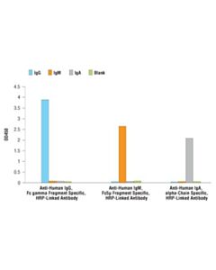 Cell Signaling Anti-Human Iga, Alpha-Chain Specific, Hrp-Linked Antibody