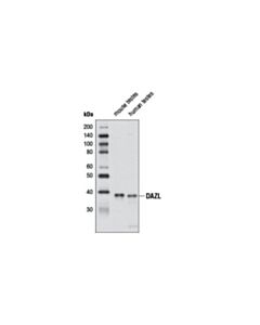 Cell Signaling Dazl Antibody
