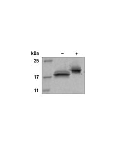 Cell Signaling Human IFN-alpha1 Recombinant Protein 10 ug