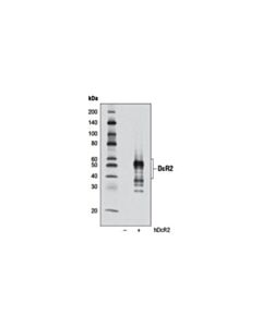 Cell Signaling Dcr2 (D13h4) Rabbit mAb