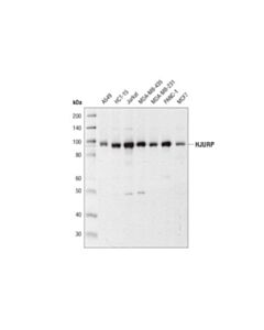 Cell Signaling Hjurp (D3a8z) Rabbit mAb