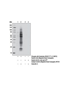 Cell Signaling Phospho-Akt Substrate (Rxxs*/T*) (110b7e) Rabbit mAb (Magnetic Bead Conjugate)