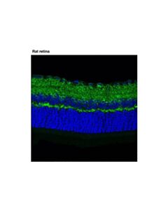 Cell Signaling Ampa Receptor 4 (Glua 4) (D41a11) Xp Rabbit mAb