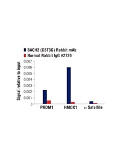 Cell Signaling Bach2 (D3t3g) Rabbit mAb