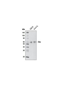 Cell Signaling Src (32g6) Rabbit mAb (Biotinylated)