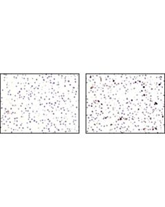 Cell Signaling Signalslide Cleaved Caspase-3 (Asp175) Ihc Controls