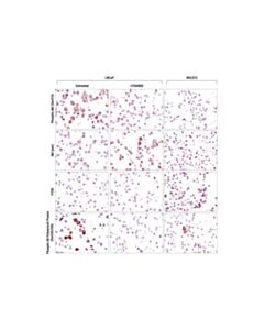 Cell Signaling Signalstain Akt Pathway Ihc Sampler Kit