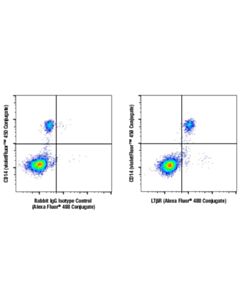 Cell Signaling Ltbetar (E5i6x) Rabbit mAbjugate)