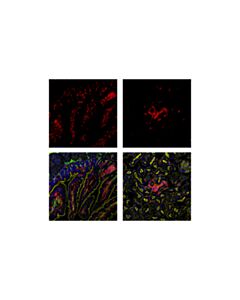 Cell Signaling Cd45 (D3f8q) Rabbit mAb (Alexa Fluor 647 Conjugate)