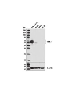 Cell Signaling Tim-3 (D5d5r) Xp® Rabbit mAb (BSA And Azide Free)