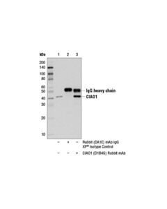 Cell Signaling Ciao1 (D1b4g) Rabbit mAb