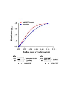 Cell Signaling Pathscan ® RP Total Stat5a Sandwich ELISA Kit