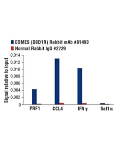 Cell Signaling Eomes (D8d1r) Rabbit mAb