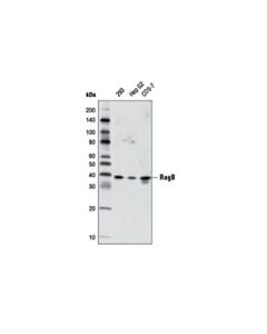 Cell Signaling Ragb (D18f3) Rabbit mAb