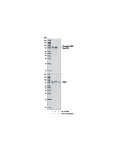 Cell Signaling Phospho-Tab2 (Ser372) (D5a4) Rabbit mAb