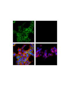 Cell Signaling Cd151 (E9m8t) Rabbit mAb