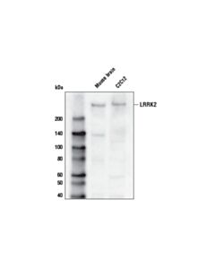 Cell Signaling Lrrk2 (D18e12) Rabbit mAb (Biotinylated)