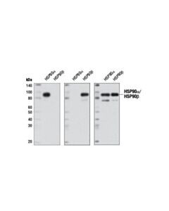 Cell Signaling Hsp90alpha (D1a7) Rabbit mAb