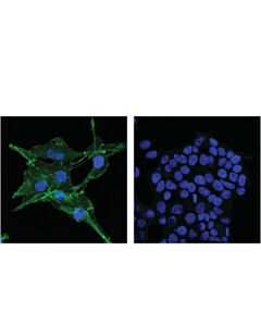 Cell Signaling N-Cadherin (D4r1h) Xp® Rabbit mAb (Alexa Fluor® 488 Conjugate)