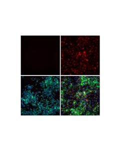 Cell Signaling Cox2 (D5h5) Xp ® Rabbit mAb (Alexa Fluor ® 647 Conjugate)