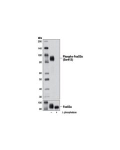 Cell Signaling Phospho-Foxo3a (Ser413) (D77c9) Rabbit mAb