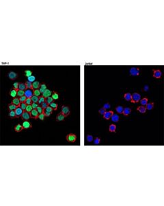 Cell Signaling C/Ebpalpha (D56f10) Xp Rabbit mAb