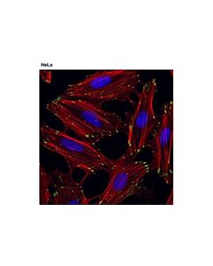 Cell Signaling Alpha-Parvin (D7f9) Xp Rabbit mAb