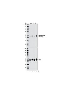 Cell Signaling Phospho-Chk1 (Ser317) (D7h2) Rabbit mAb