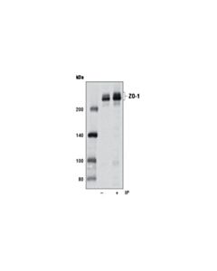 Cell Signaling Zo-1 (D7d12) Rabbit mAb