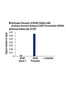 Cell Signaling Androgen Receptor (E3s4n) Rabbit mAb (Carboxy-Terminal Antigen) (Chip Formulated)