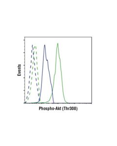 Cell Signaling Phosphoplus Akt (Thr308) Antibody Duet