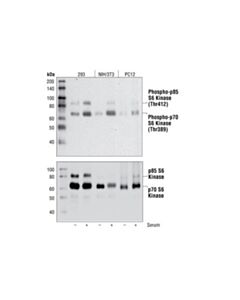 Cell Signaling Phosphoplus P70 S6 Kinase (Thr389) Antibody Duet