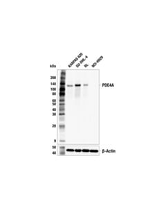 Cell Signaling PDE4A (E5P9A) Rabbit mAb 100 uL