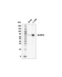 Cell Signaling Alox15 (E5d1c) Rabbit mAb