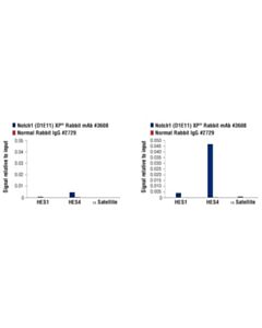 Cell Signaling Phosphoplus Notch1 (Cleaved, Val1744) Antibody Duet