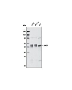 Cell Signaling Aml1 Antibody (Mouse Preferred)