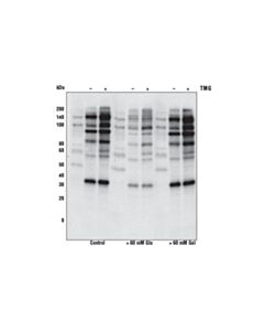 Cell Signaling O-Glcnac Multimab Rabbit mAb Mix