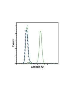 Cell Signaling Annexin A2 (D11g2) Rabbit mAb