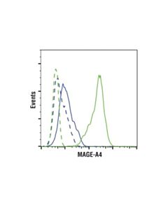 Cell Signaling Mage-A4 (E7o1u) Xp Rabbit mAb