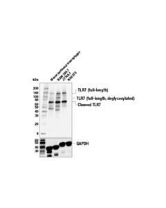 Cell Signaling Toll-Like Receptor 7 (E4j3z) Rabbit mAb