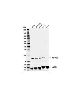 Cell Signaling Mt-Nd3 (E8o4e) Rabbit mAb