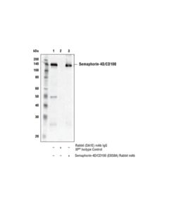 Cell Signaling Semaphorin-4d/Cd100 (E8s8a) Rabbit mAb
