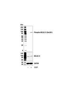 Cell Signaling Phospho-BCL2L13 (Ser261) Antibody; 20 µl
